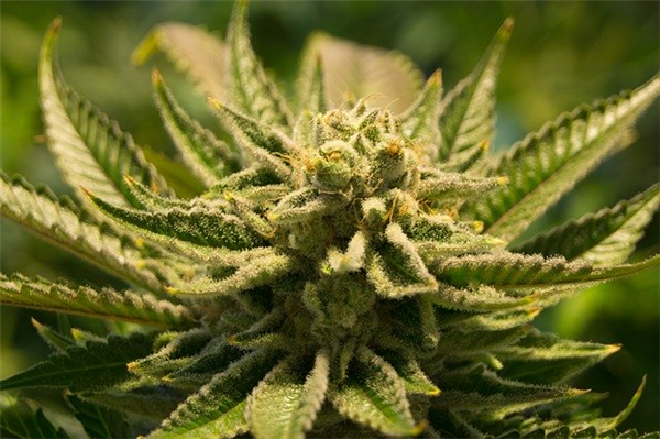 Quelle est la position légale du cannabidiol en France ? 