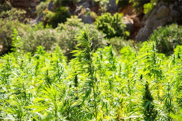 Le CBD bio : quel intérêt pour les consommateurs et la planète ?