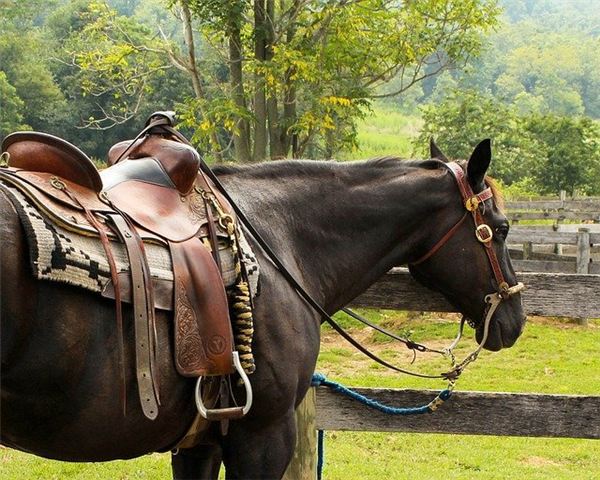 Cross cheval : le top des équipements