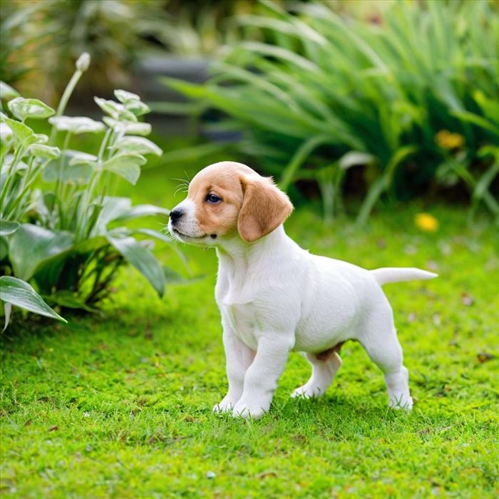 Apprendre la propreté à votre chiot efficacement