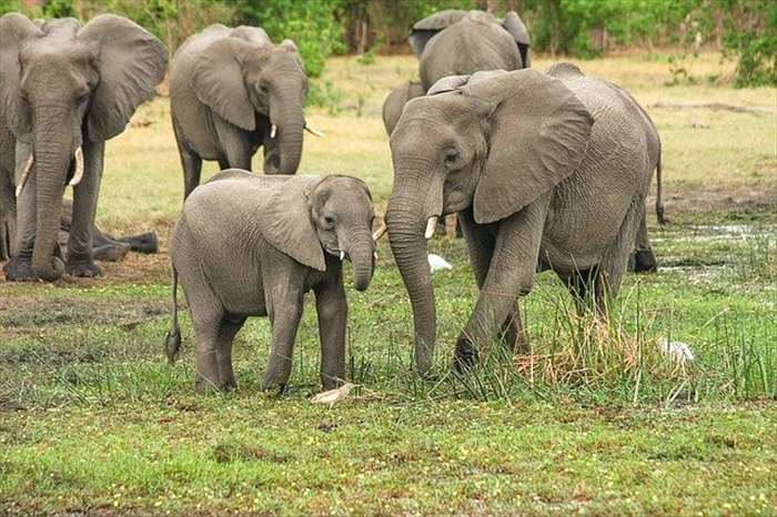 Quels sont les services proposés par terre animale ?
