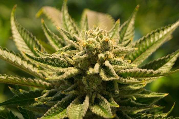 Les bienfaits du CBD contre les troubles du sommeil??